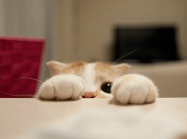 猫传染性腹膜炎，这种病要引起重视