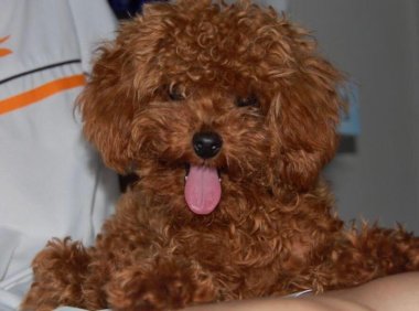 狗狗肠胃炎症状，比较明显的就是这些表现