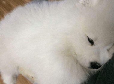 犬瘟症状前兆，出现这些情况要注意了