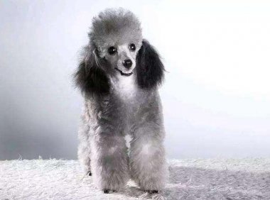 贵宾犬喜欢咬人怎么办?可以试着这样来训练下