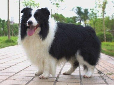 怎么训边境牧羊犬上厕所,就该要这样一步一步的来