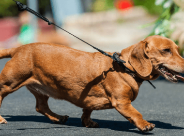 腊肠犬的优点和缺点,腊肠犬优缺点分析