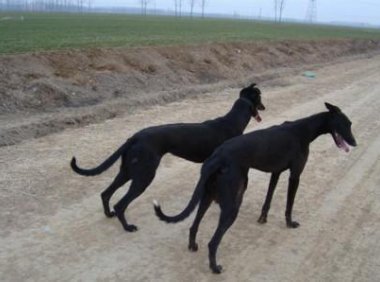 惠比特犬咬人吗?兔子急了都会咬人