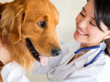 小狗拉肚子吃什么药?这些你都中招了吗?