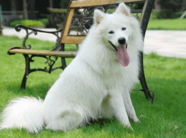 爱斯基摩犬多少钱?市场行情价一般是这样的