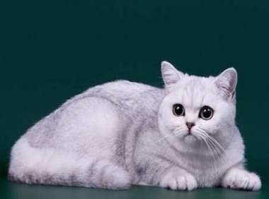 猫咪呕吐没消化的猫粮?这几个原因导致可能会导致