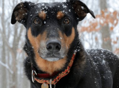 杜宾犬怎么训练?这几种方法可以尝试