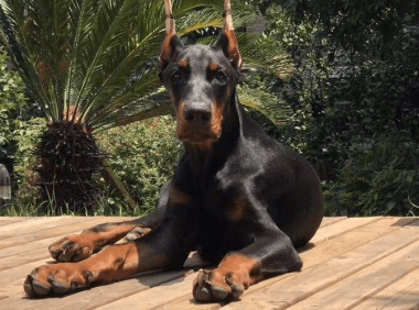 杜宾犬训练方法，优秀的宠主还不学起来？