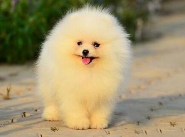 博美爱咬人怎么办?那就得好好训练管教一下