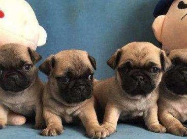 给巴哥取什么名字好？分享一些好记又好听的