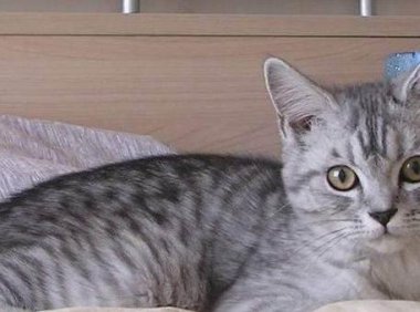 狸花猫和虎斑猫的区别?这些都算是区别