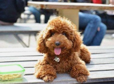 贵宾犬拉肚子怎么办?搞清楚这三种情况