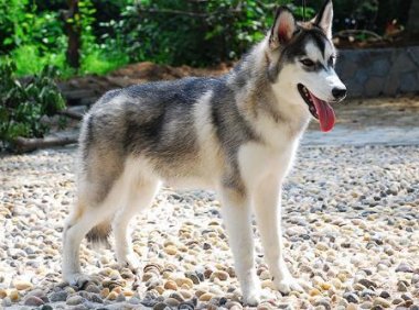 怎么让狗关笼子不叫唤?都是靠平时的训练