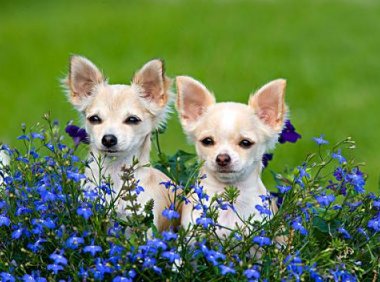 狗狗发烧的症状，这些情况一定要注意