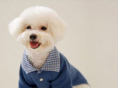 比熊犬多少钱一只，详细价格清单