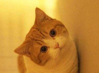 小猫猫藓可以自愈吗？这个也是要分情况的