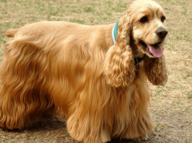 可卡吃什么狗粮好,一招解决各种问题