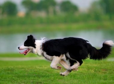 边境牧羊犬为什么会吐奶？这类问题不能轻视