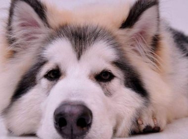 阿拉斯加犬适合家养吗？养之前看清楚想好了