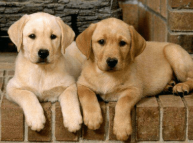 金毛和拉布拉多哪个贵？实际上相差不大