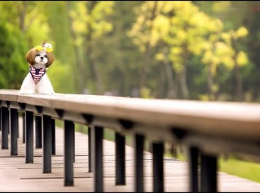 西施犬为什么没人养?极其像人可能是原因