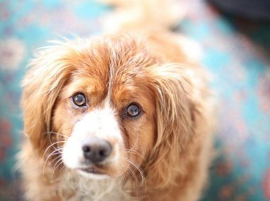 家庭适合养什么狗?这些都是合适的