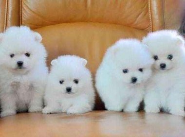 茶杯犬吃什么？茶杯犬饮食食谱