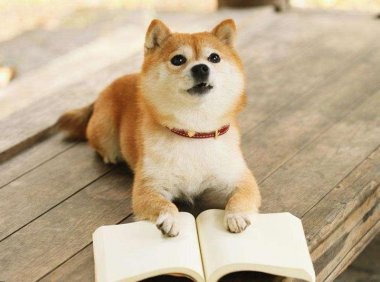 狗有味觉吗,显然没有嗅觉那么强