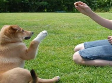 训练狗狗的方法大全，让狗狗和我们更加亲密