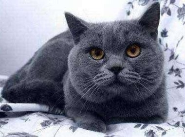 猫发情什么症状?最明显的几点有这些