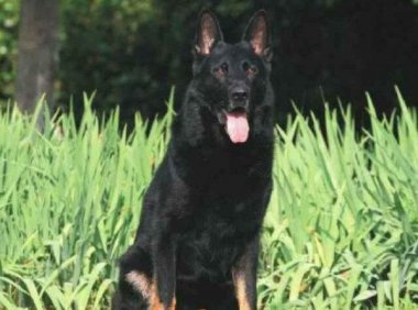 东德牧羊犬怎么喂养?需要注意的是这些