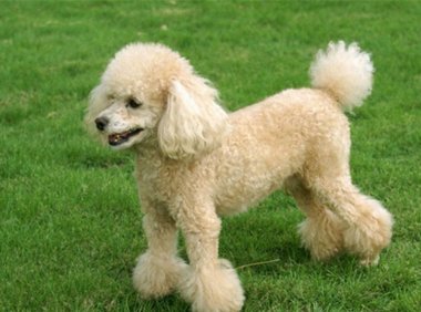 贵宾犬走丢了会回来的吗?这篇文章为你解惑