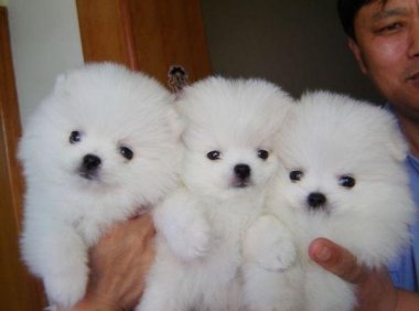 博美皮肤病可以洗澡吗?这个需要掌握一些方法