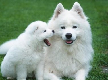 萨摩耶幼犬怎么训练？越早训练越有利