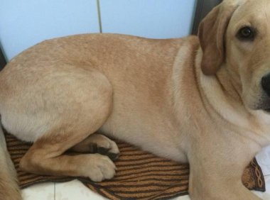 拉布拉多掉毛吗？说一点不掉那是骗人的