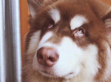 阿拉斯加一天喂几次?身材高大不一定吃的多