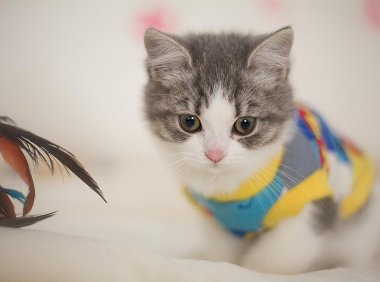 猫发情的症状,提前做好措施