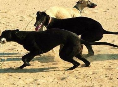 格力犬要怎么溜出快狗,跑步也是一种方法