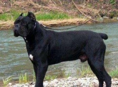 卡斯罗犬能长多大?不同时期的卡斯罗体重