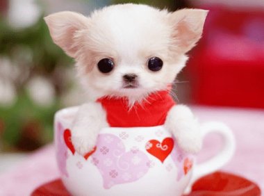 茶杯犬能长多大?比茶杯大一点吗