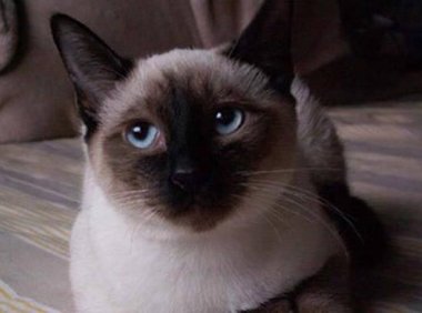 宠物猫的品种及价格,这些都是在国内很受欢迎的