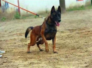 如何训练马犬随行?当然是讲究方法