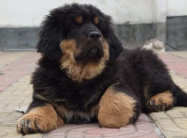 藏狗和藏獒的区别，名字上就能看出一二