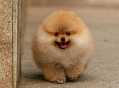 俊介和博美的区别，主要看这几个地方