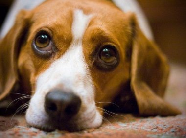 狗狗耳螨怎么治?想要根治就要这样来