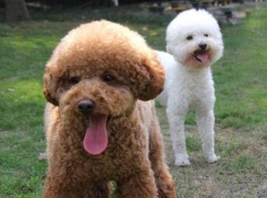 贵宾犬怎么训练上厕所?最主要是要坚持