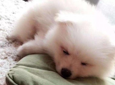 博美得了细小的症状,这些症状最明显