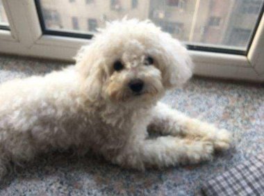 白色泰迪犬多少钱一只?搞清价格在入手
