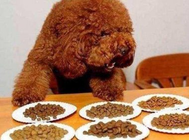 泰迪吃什么狗粮好?这样来挑选性价比高的狗粮