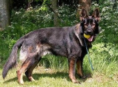 德国牧羊犬这样训练,才能出色的完成工作